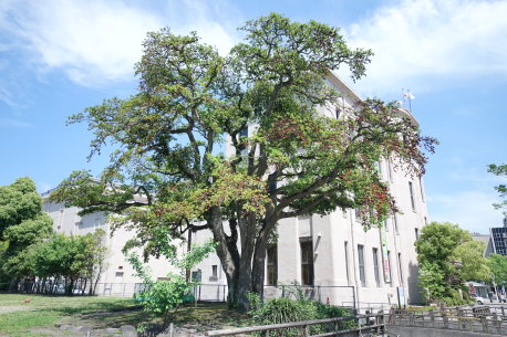 照国公園のクロガネモチ