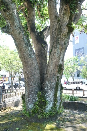 照国公園のクロガネモチ