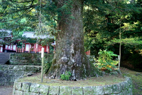 蒲生八幡神社のカヤ