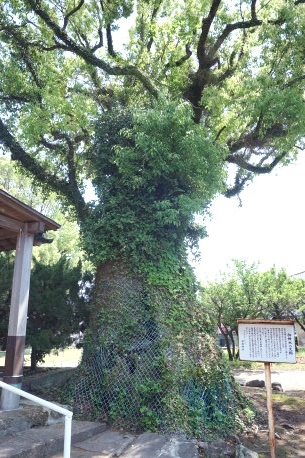 菅原神社のクスノキ