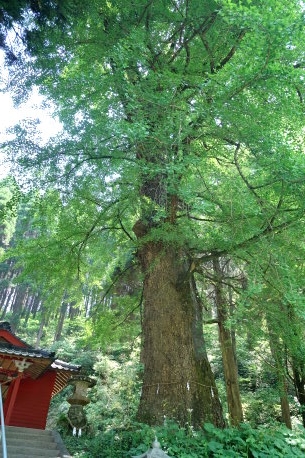 鷹屋神社のイチョウ