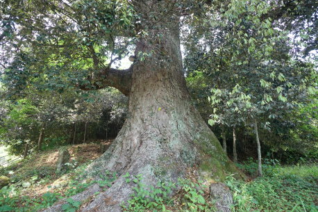 荒瀬城跡のイチイガシ