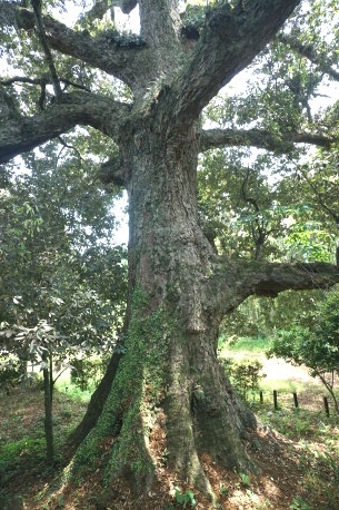 荒瀬城跡のイチイガシ