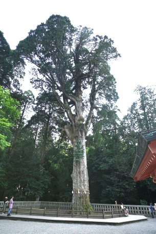 霧島神宮の御神木