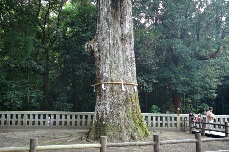 霧島神宮の御神木