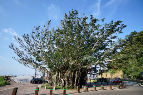 佐多岬のガジュマル