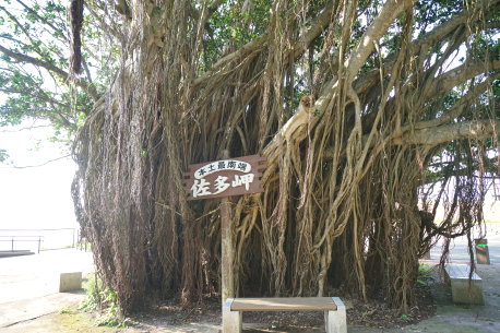 佐多岬のガジュマル