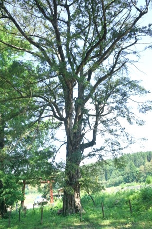 諏訪神社のイヌマキ