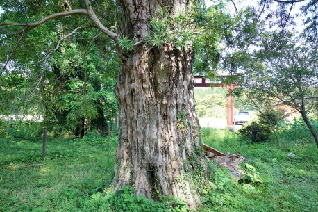 諏訪神社のイヌマキ