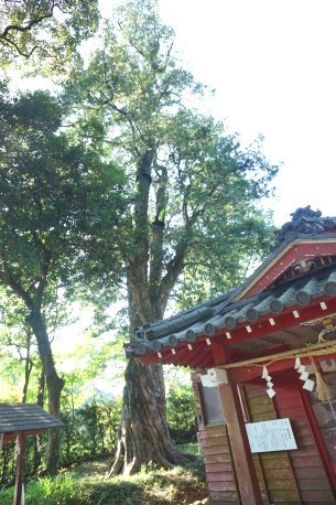 飯富神社のイヌマキ