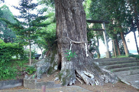 豊幡神社のカヤ