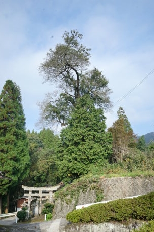 日岳神社のムクノキ