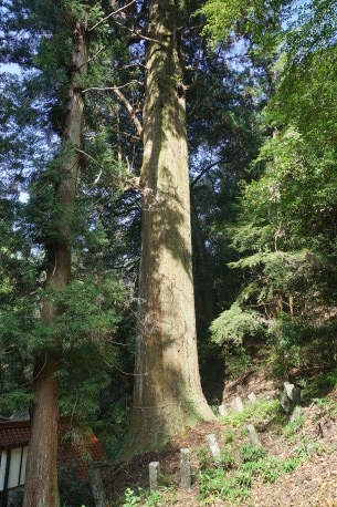 諏訪神社の大杉