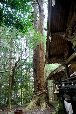 八社神社のヒノキ
