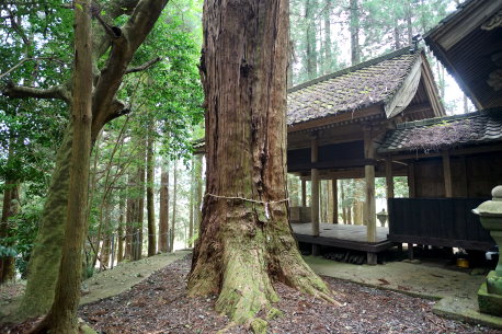 八社神社のヒノキ