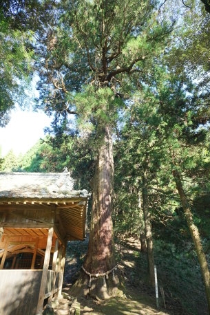 溜水神社の杉の木