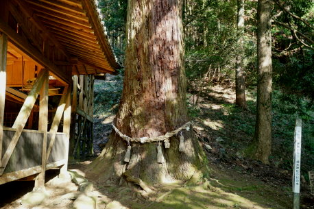 溜水神社の杉の木