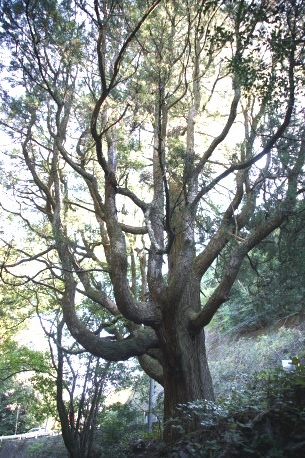 青山の大杉