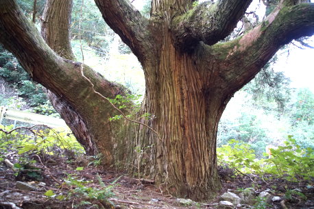 青山の大杉