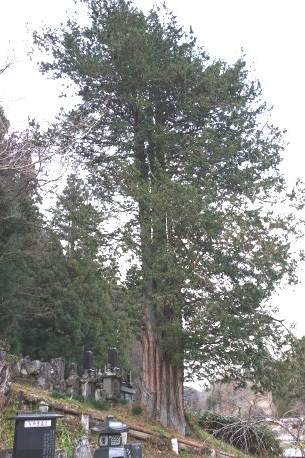 十王堂のサワラ