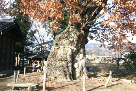斎森神社のケヤキ