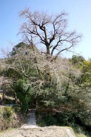 遊鶴羽のイチョウ