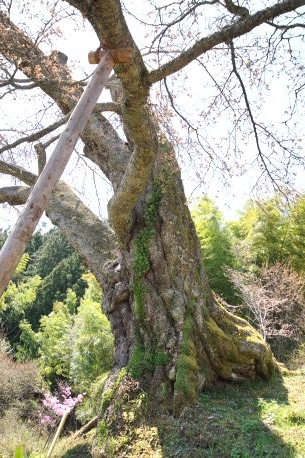 松岩寺の山桜