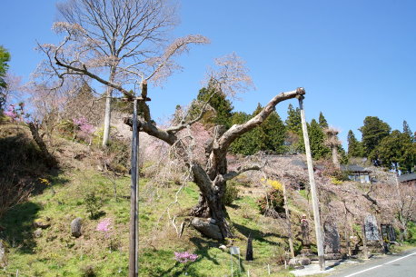 松岩寺の山桜