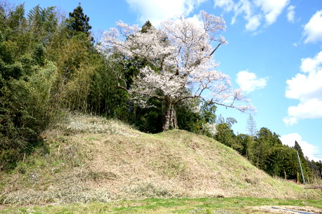 大庄屋桜