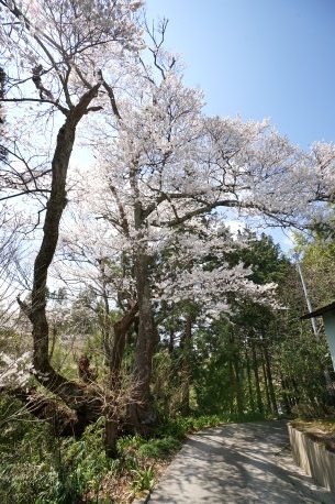 十石畑の桜