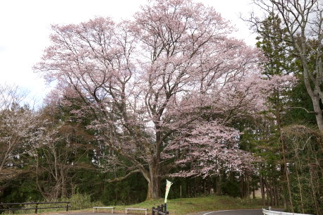 山田の桜