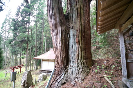 中内熊野神社の姥杉