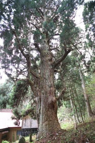 米斗利沢神社の杉