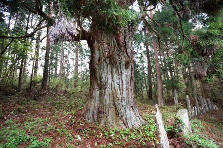 米斗利沢神社の杉