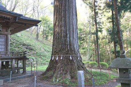 羽田神社の太郎坊杉