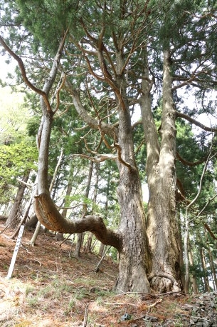 佐須峠の御境杉