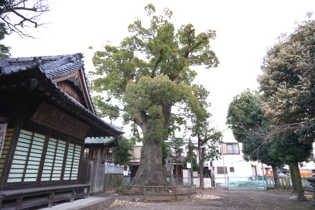 中之郷熊野神社の大樟
