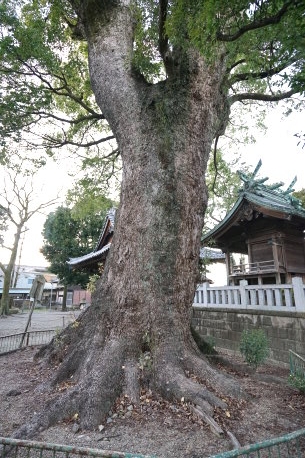 中之郷熊野神社の大樟