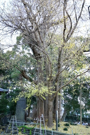 豊積神社のイチョウ