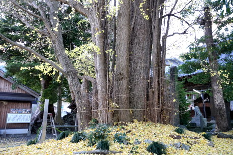 豊積神社のイチョウ
