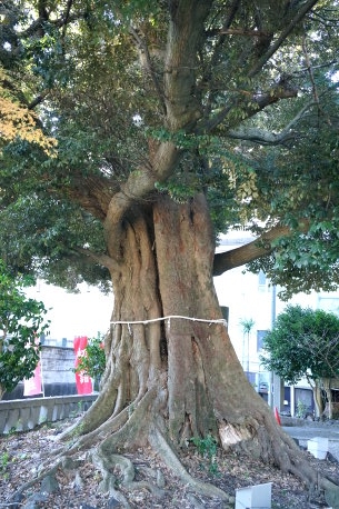 音無神社のシイの木