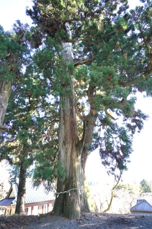 村山浅間神社のスギ