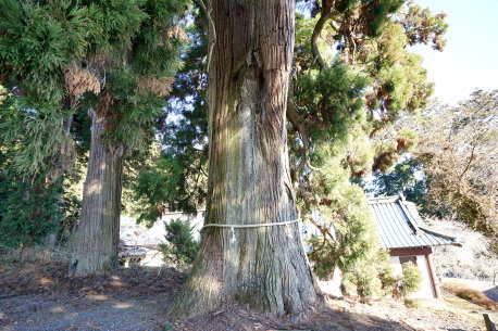 村山浅間神社のスギ
