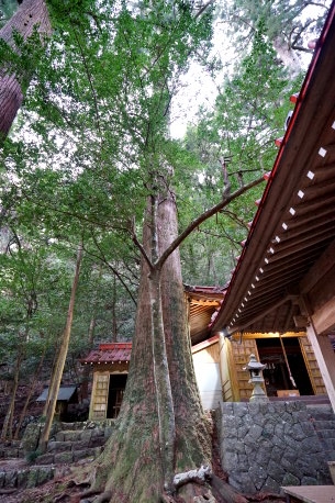 有東木白髭神社の大杉