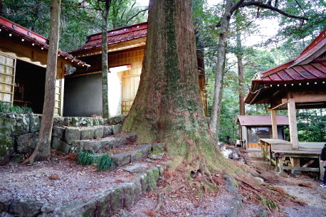 有東木白髭神社の大杉