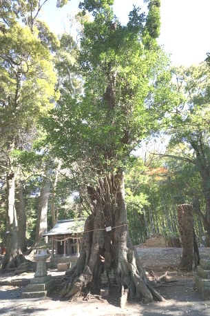 畑毛白山神社のツクバネガシ