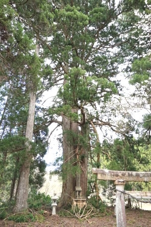 東寺諏訪社の杉
