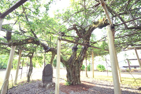 本東寺の慧日梅