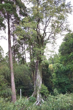舟ノ尾神社のオガタマノキ