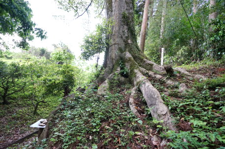 舟ノ尾神社のオガタマノキ